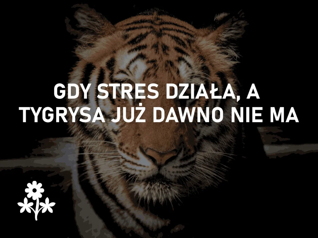 Gdy stres nadal działa, a tygrysa już dawno nie ma